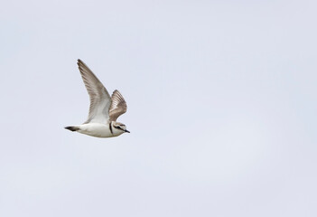 Obraz premium Kentish Plover, Charadrius alexandrinus