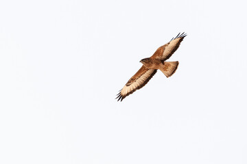 Steppe Buzzard, Buteo buteo vulpinus