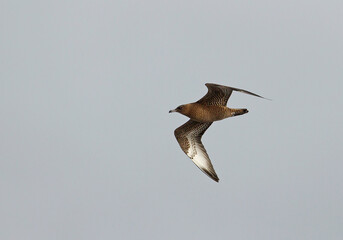 Pomarine Skua, Stercorarius pomarinus