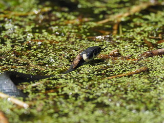 Ringelnatter, Natrix natrix