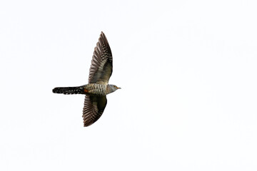 Oriental Cuckoo, Cuculus optatus