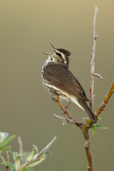 Northern Waterthrush, Parkesia noveboracensis