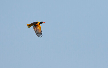 Black-hooded Oriole, Oriolus xanthornus xanthornus