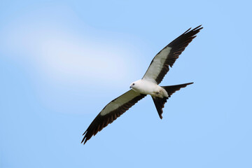 Swallow-tailed Kite, Elanoides forficatus