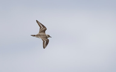 Kentish Plover, Charadrius alexandrinus