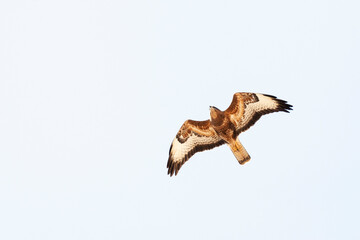 Steppe Buzzard, Buteo buteo vulpinus