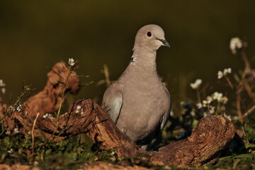 Tortola turca en el jardin
