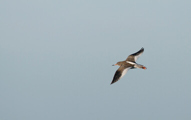 Icelandic Redshank, Tringa totanus robusta