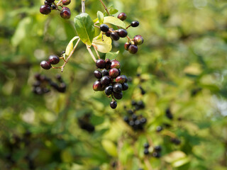 (Ligustrum vulgare) Wild privet shrub with unripe glossy dark purple and black berries on erect...