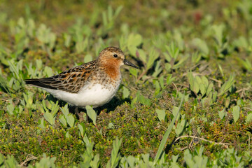 Red-necked Stint, Calidris ruficollis