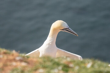 Wild bird in the wild, Morus bassanus, Northern Gannet on the island of Heligoland on the North Sea in Germany. Blue sea in background