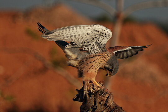 Aterrizaje de cernicalo vulgar