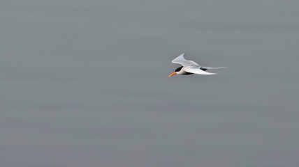 Black-bellied Tern, Sterna acuticauda