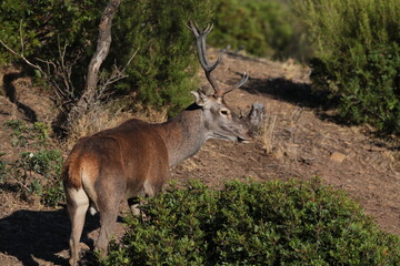 Macho de ciervo europeo