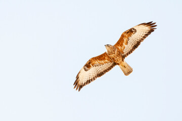 Steppe Buzzard, Buteo buteo vulpinus