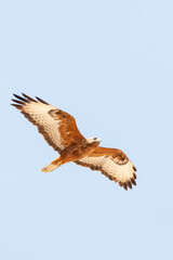 Steppe Buzzard, Buteo buteo vulpinus