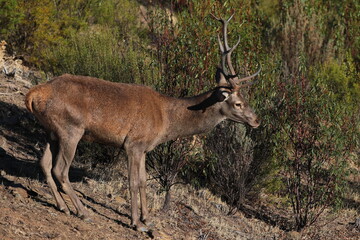 Macho de ciervo europeo