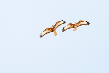 Obraz premium Steppe Buzzard, Buteo buteo vulpinus