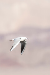 Dunbekmeeuw, Slender-billed Gull, Chroicocephalus genei
