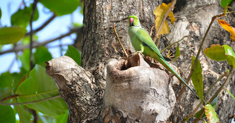 Cotorra de Kramer en el arbol, Trincomale, Sri Lanka