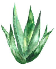 hand drawn watercolor green aloe vera isolated on white background