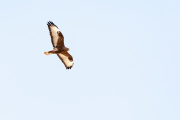 Steppe Buzzard, Buteo buteo vulpinus