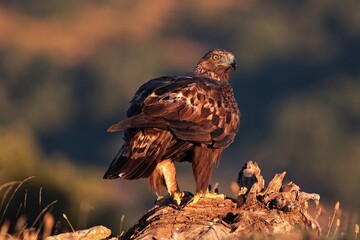 Aguila real