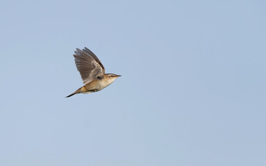Sedge Warbler, Acrocephalus schoenobaenus
