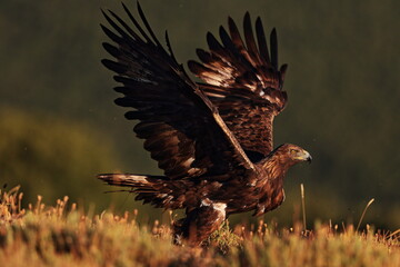 Aguila real
