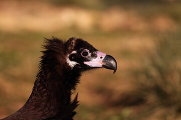 Retrato de buitre negro