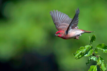 Common Rosefinch, Carpodacus erythrinus erythrinus