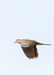 Palmtortel, Laughing Dove, Streptopelia senegalensis