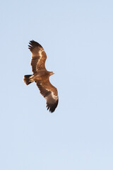Steppearend, Steppe Eagle, Aquila nipalensis
