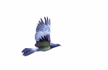 Chatham Pigeon, Hemiphaga chathamensis