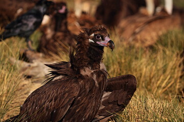 Retrato de buitre negro
