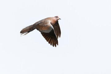Palmtortel, Laughing Dove, Streptopelia senegalensis