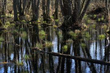 Mystischer Darßer Urwald im Frühling, Nationalpark Vorpommersche Boddenlandschaft, Mecklenburg Vorpommern, Deutschland