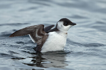 Little Auk, Alle alle