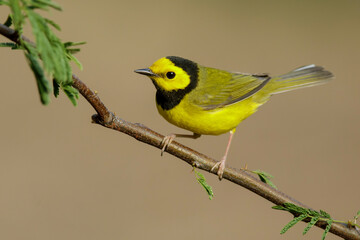 Fototapeta premium Hooded Warbler, Setophaga citrina