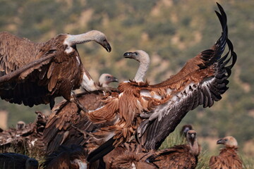 Pelea de buitres leonados