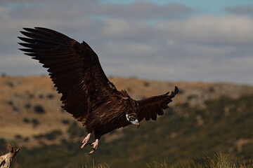 Vuelo del buitre negro