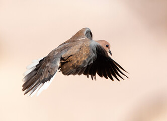 Palmtortel, Laughing Dove, Streptopelia senegalensis