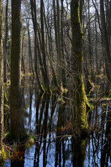 Mystischer Darßer Urwald im Frühling, Nationalpark Vorpommersche Boddenlandschaft, Mecklenburg Vorpommern, Deutschland