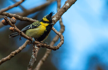 Fototapeta premium Himalayan Black-lored Tit, Machlolophus xanthogenys