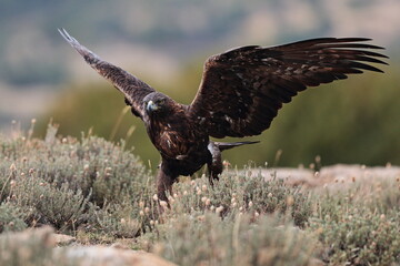 Paseo del aguila real