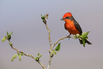 Vermilion Flycatcher, Pyrocephalus obscurus