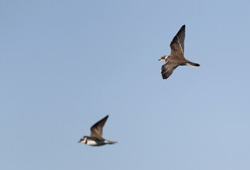 Little Ringed Plover, Charadrius dubius curonicus