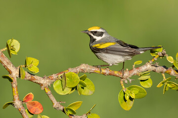 Golden-winged Warbler, Vermivora chrysoptera