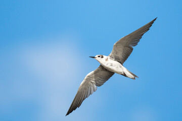 American Black Tern, Chlidonias niger surinamensis