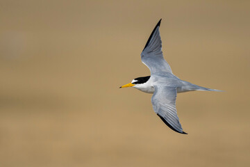 Obraz premium Least Tern, Sternula antillarum